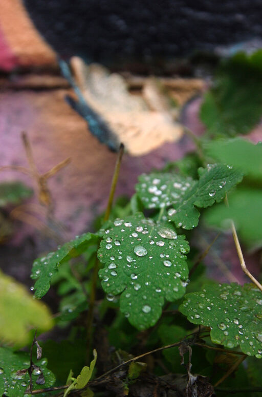 _MG_6481.JPG